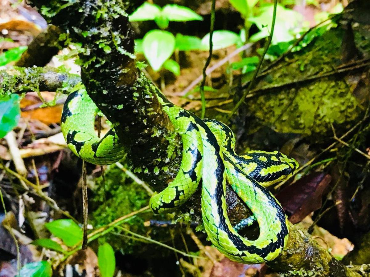 Rainforest Mount Lodge 데니야야 외부 사진