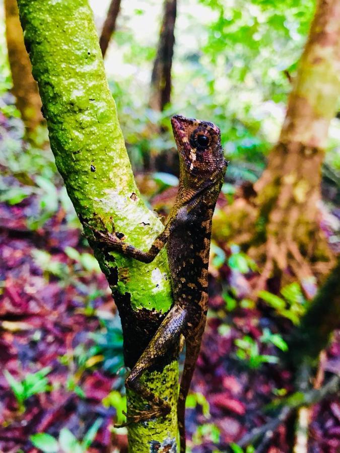 Rainforest Mount Lodge 데니야야 외부 사진